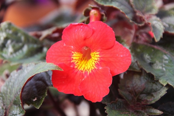 x Achimenantha `Inferno`-Schiefteller