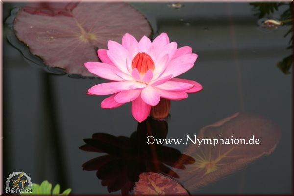 Nymphaea `Emily Grant Hutchings` - Tropische Seerose