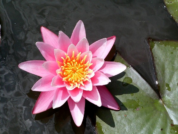 Nymphaea `Pink Sensation` - Winterharte Seerose