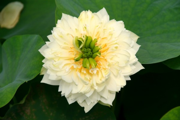 Nelumbo `Goldener Phoenix` - Lotosblume
