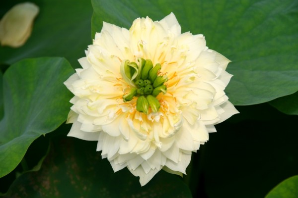 Nelumbo `Goldener Phoenix` - Lotosblume