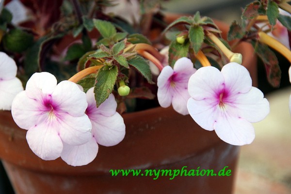 Achimenes `Just Devine`-Schiefteller