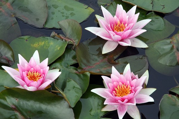 Nymphaea `Murillo` - Winterharte Seerose