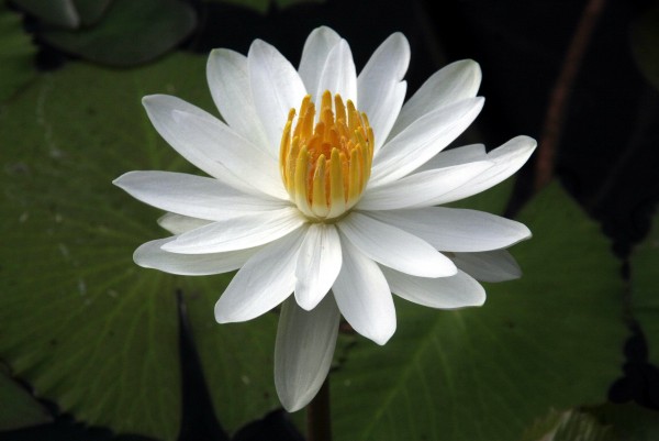 Nymphaea `Trudy Slocum` - Tropische Seerose