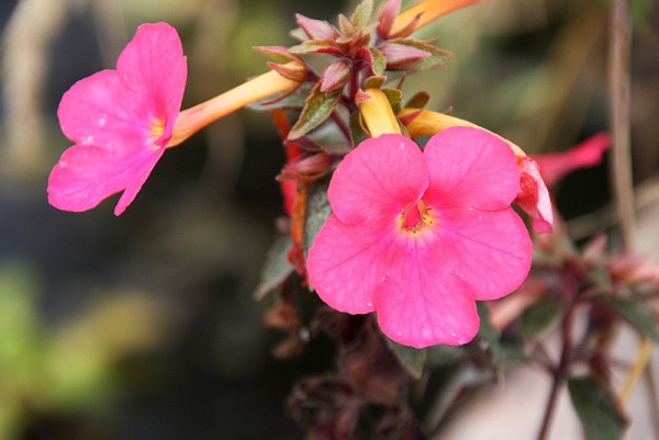 Achimenes `Tarantella`- Schiefteller