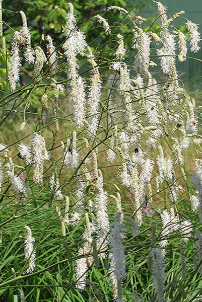 Sanguisorba tenuifolia 'Albiflora' - Weißer Wiesenknopf