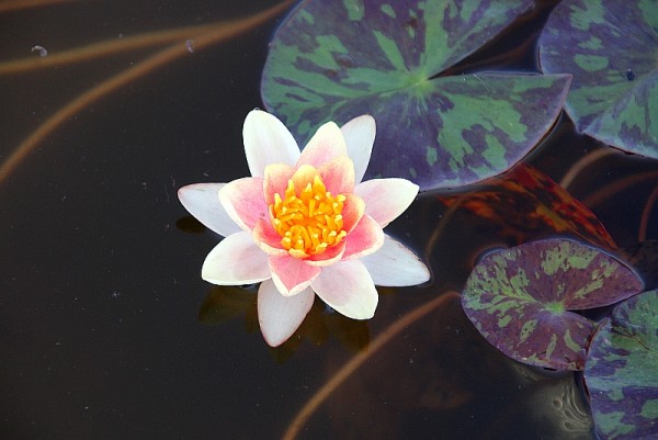 Nymphaea `Chrysantha` - Winterharte Seerose