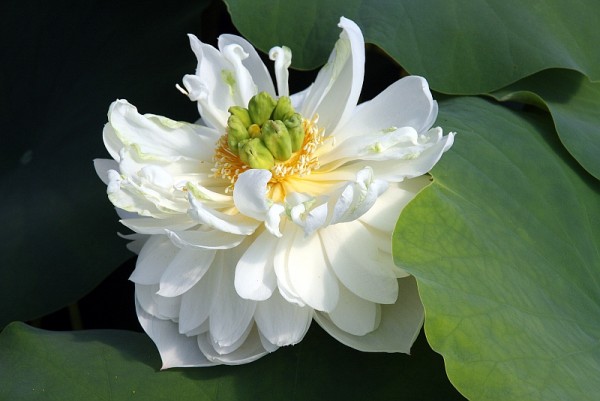 Nelumbo `Weiss wie Schnee` - Lotosblume