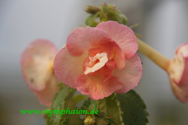 Achimenes `Peach Orchard` - Schiefteller