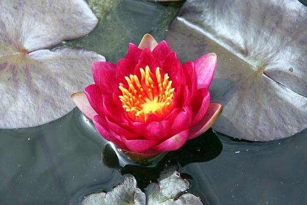 Nymphaea `Andreana` - Winterharte Seerose
