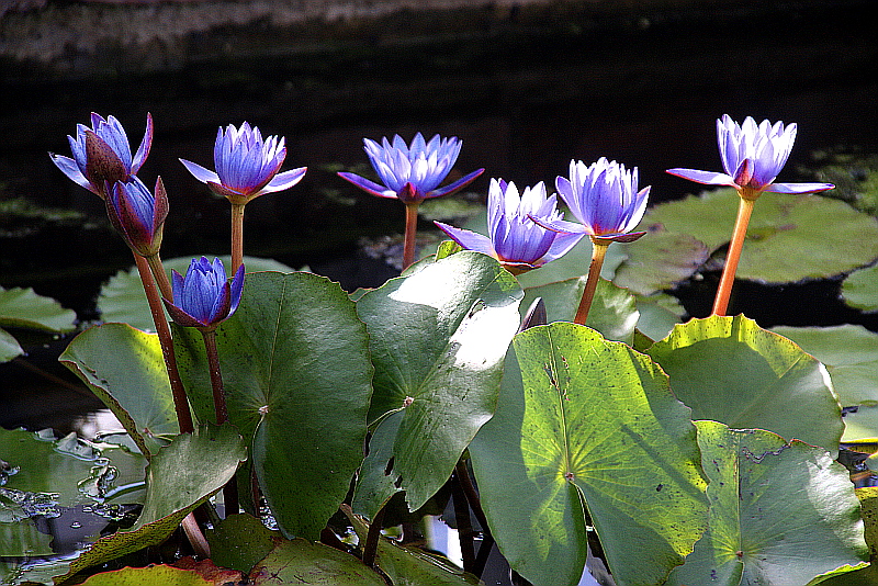 Nymphaea-Panama-Pacific-05-06-14-01