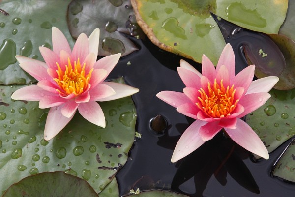 Nymphaea `Comanche` - Winterharte Seerose