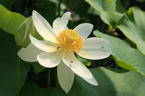 Nelumbo lutea [Willd.] - Nordamerikanische Lotosblume