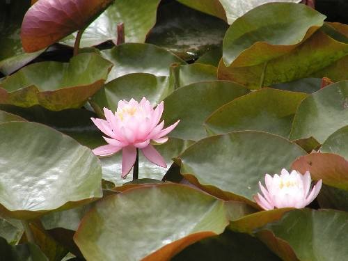 Nymphaea `Caroliniana Perfecta` - Winterharte Seerose