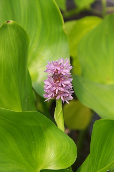 Pontederia cordata `Pink Pons` - Rosa Hechtkraut