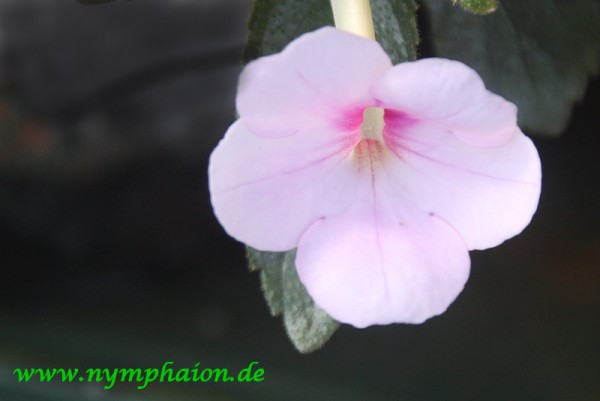 Achimenes `Marillengarten` - Schiefteller