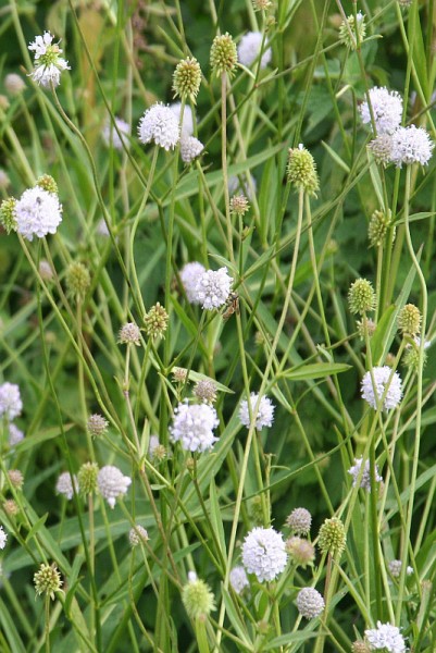 Succisella inflexa 'Alba' - Moorabbiss 'Alba'