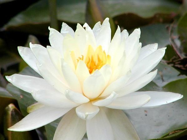 Nymphaea `Lemon Chiffon` - Winterharte Seerose