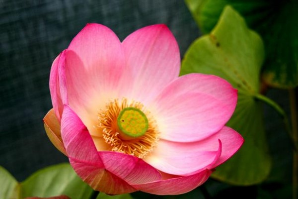 Nelumbo `Kermesina` - Lotosblume