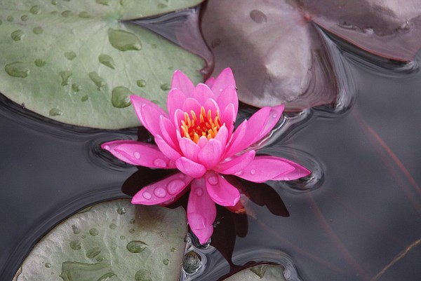 Nymphaea `Angelique` - Winterharte Seerose