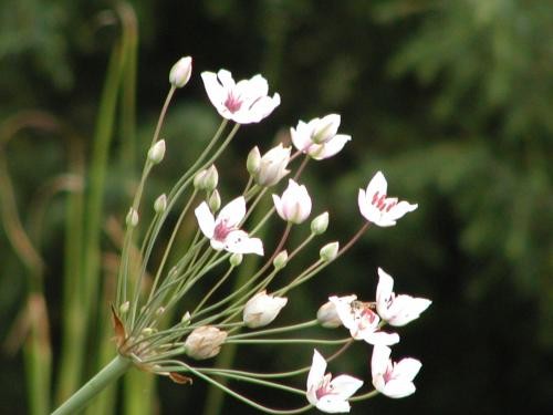 Butomus umbellatus `Schneeweißchen` - Schwanenblume