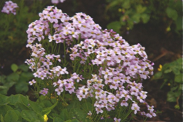 Cardamine pratensis `Plena` - Gefülltes Wiesenschaumkraut