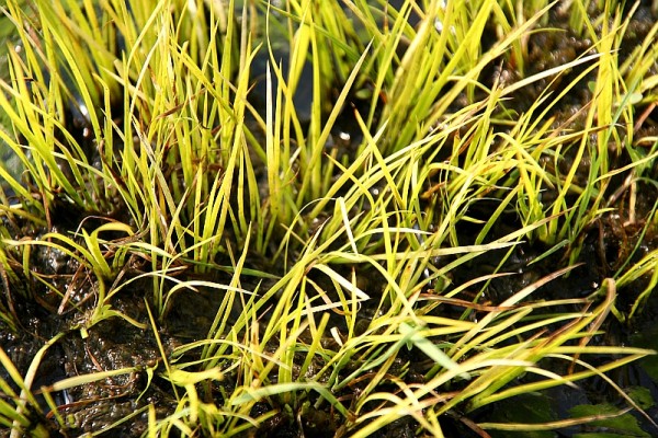 Acorus gramineus `Masamune` - Graskalmus