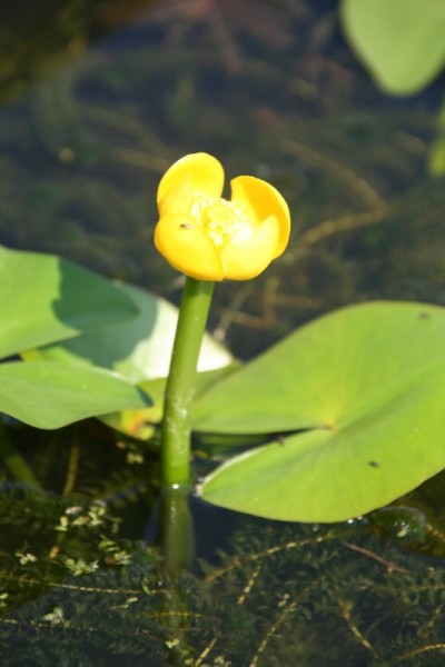 Nuphar x spenneriana [Gaudin] - Mittlere Mummel