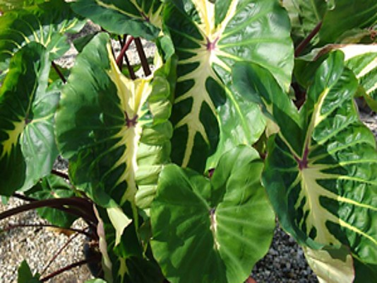 Colocasia esculenta `White Lava` - Taro