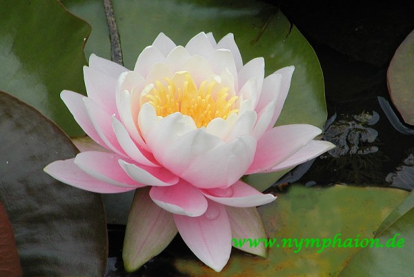 Nymphaea `Perry`s Pink Bicolor` - Winterharte Seerose-