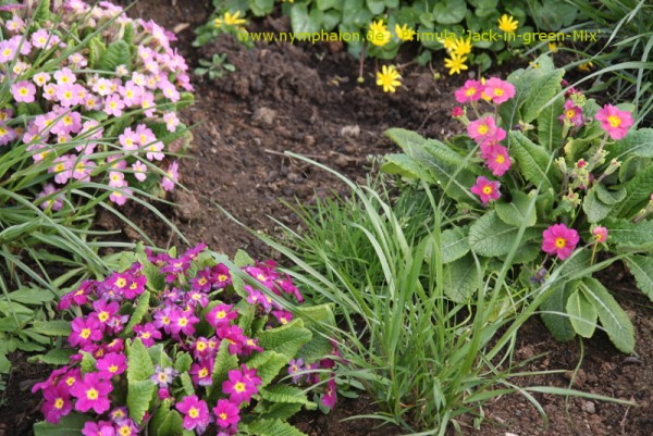 Primula 'Jack-in-the-Green' - Gerüschte Primel