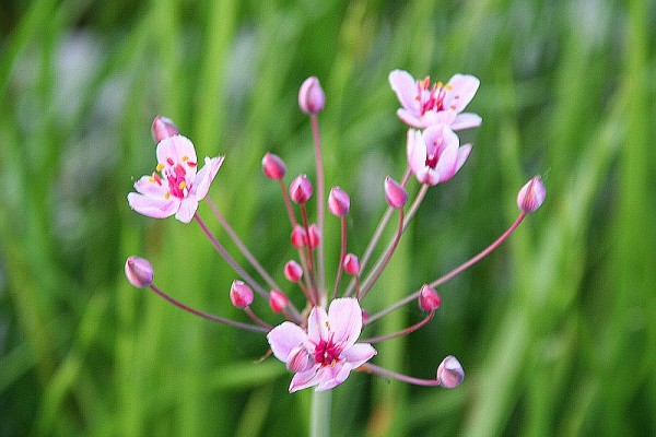 Butomus umbellatus `Rosenrot` - Schwanenblume