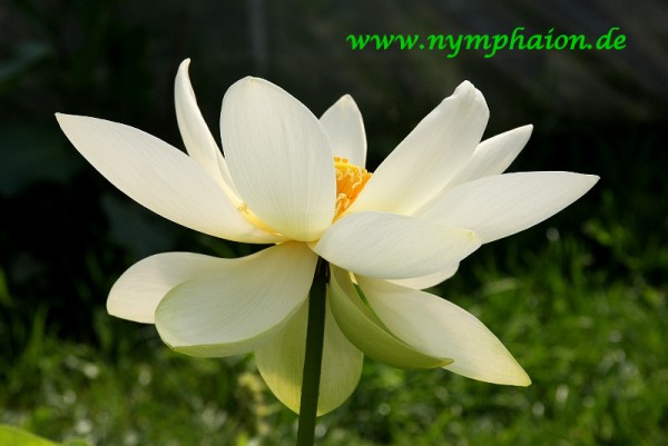 Nelumbo `Morning Dew` - Lotosblume