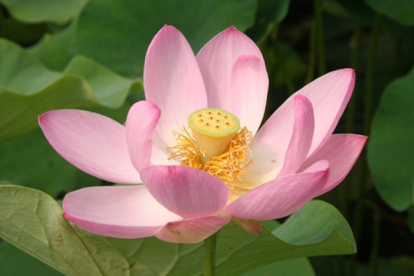 Nelumbo `Elfenzauber` - Lotosblume